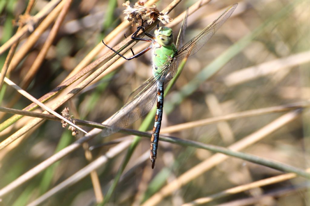 Anax imperator femmina?